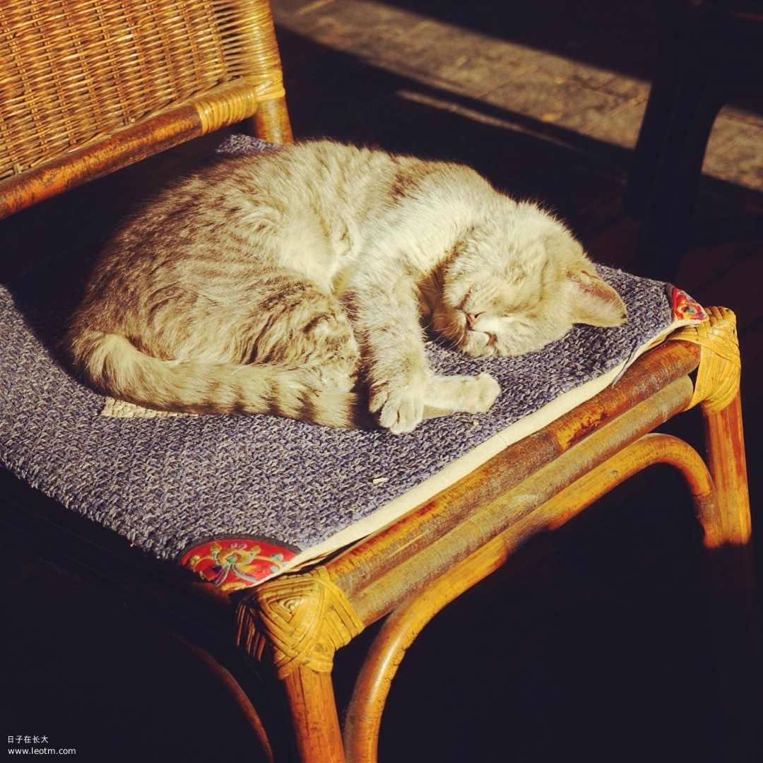 守望者家的猫咪