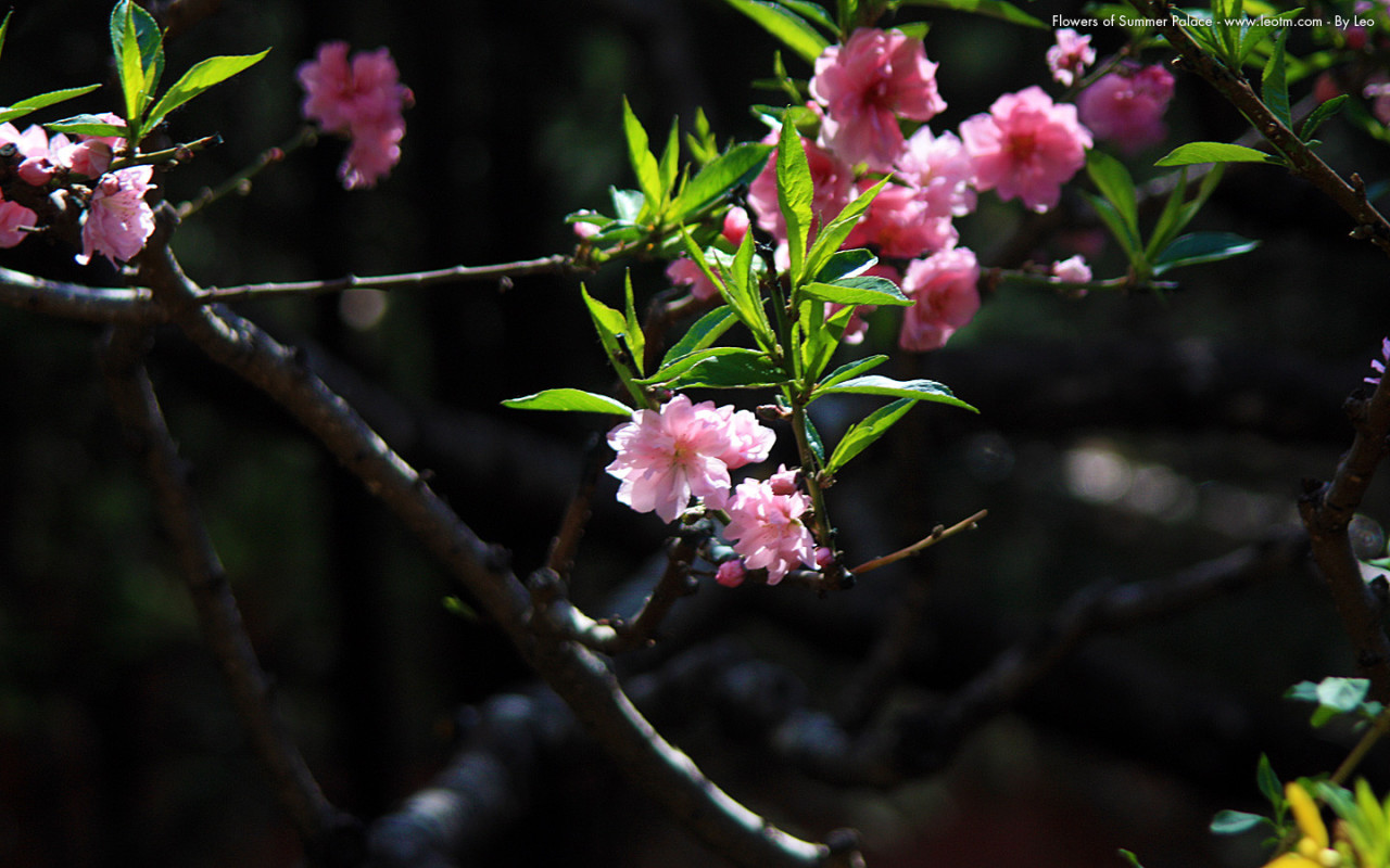 桃花