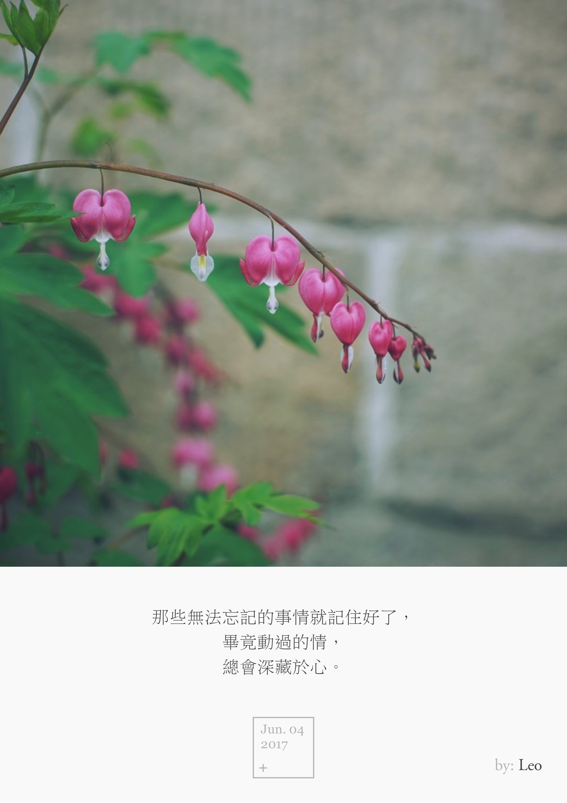 牡丹