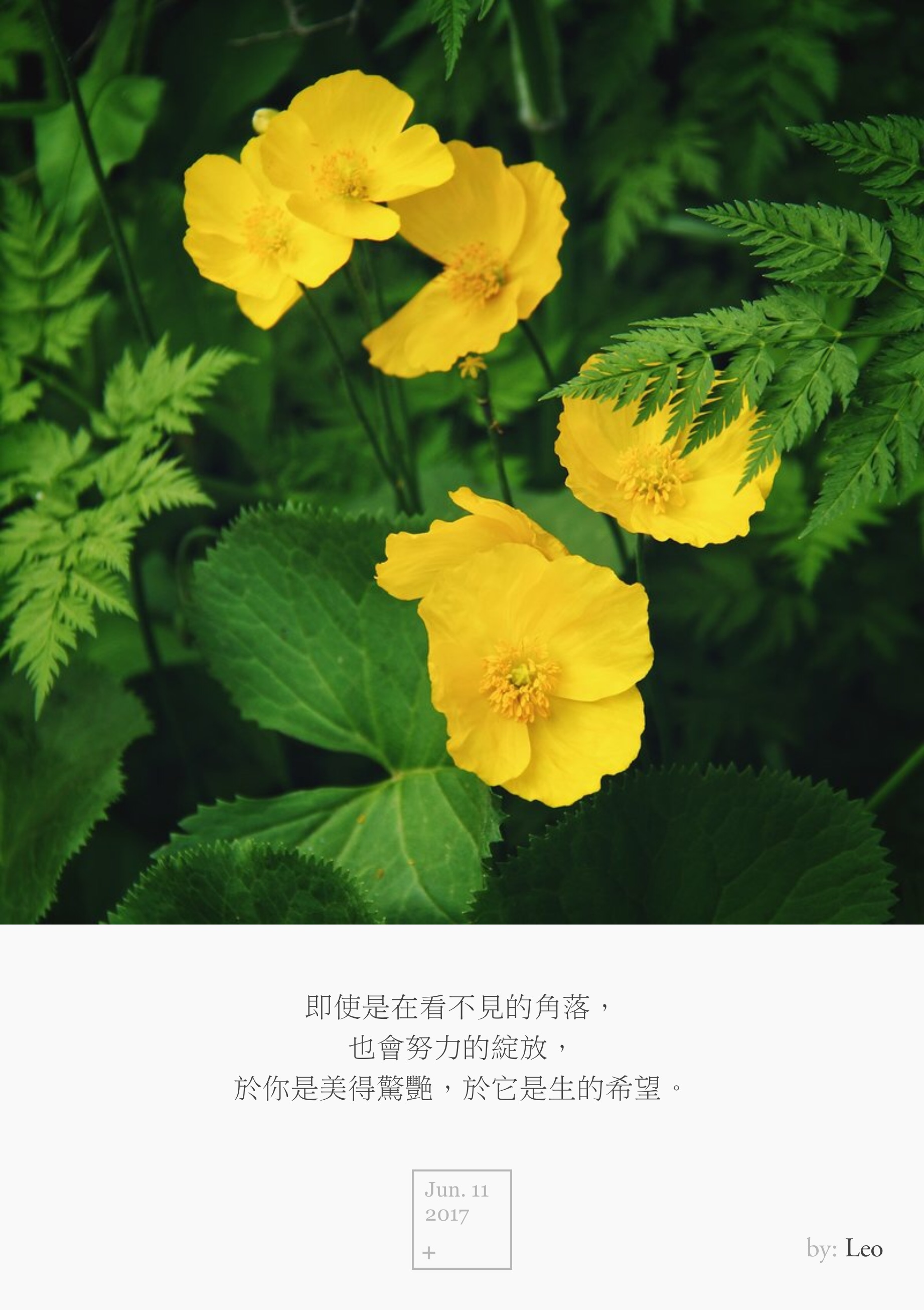 金盏花
