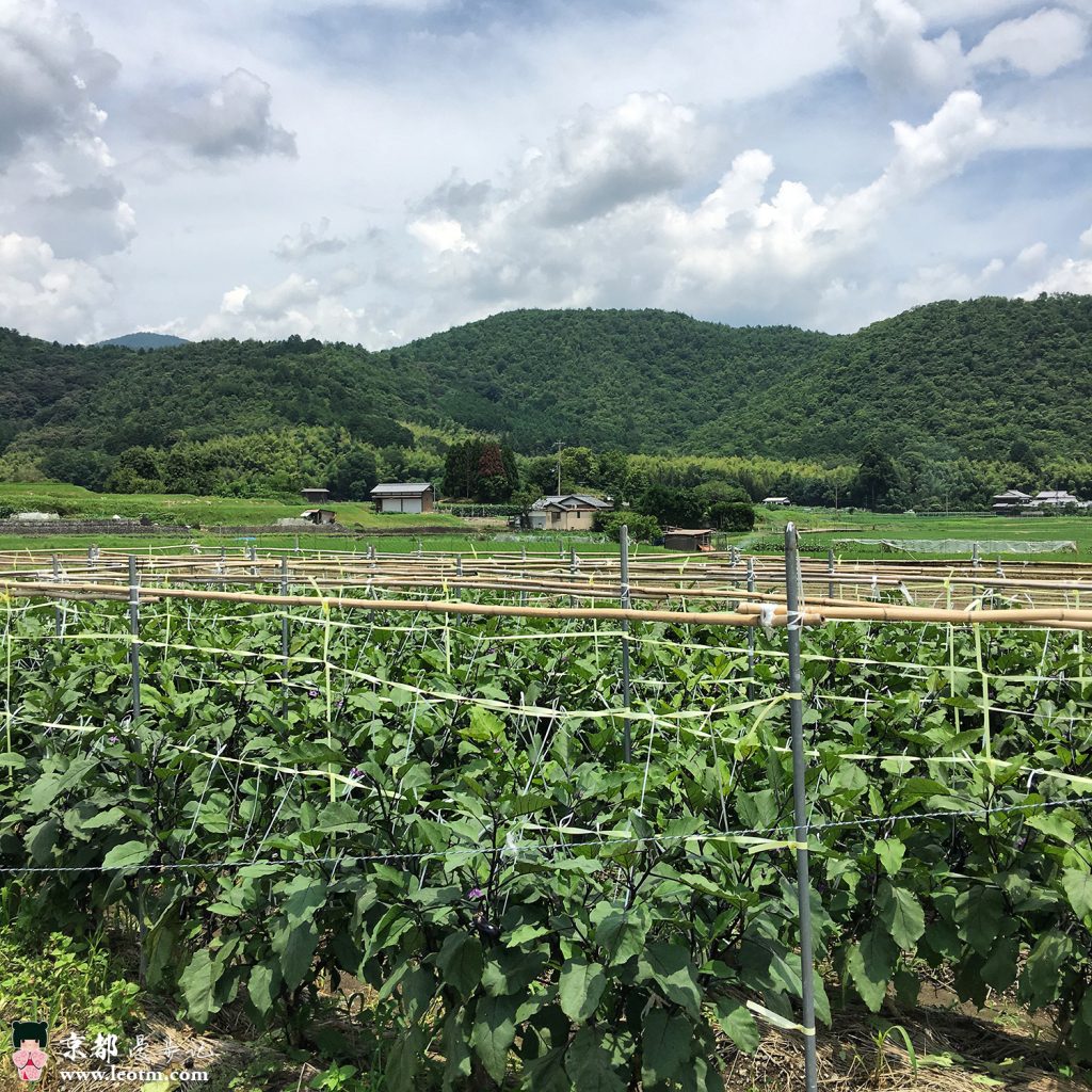 从龙安寺徒步到大觉寺