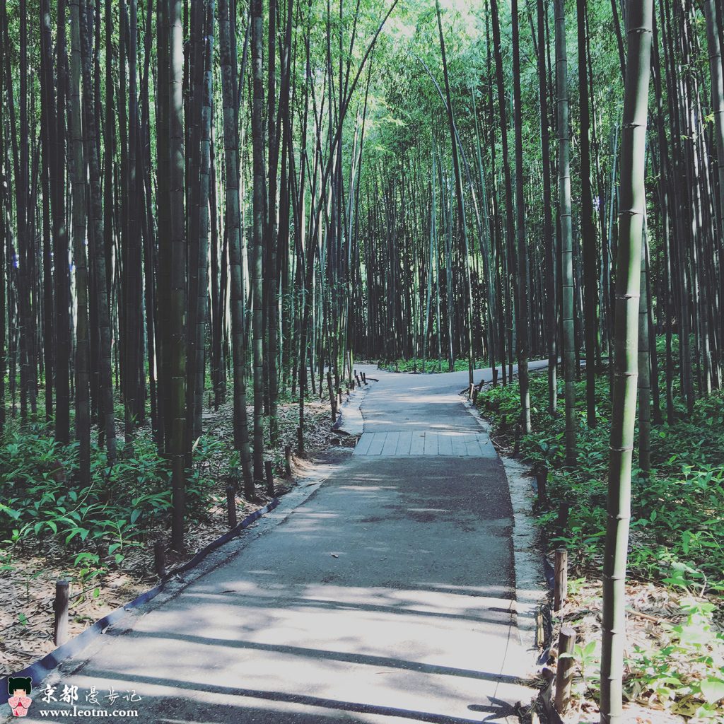 天龙寺旁的竹林