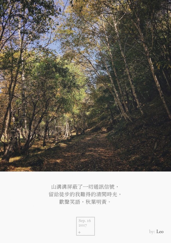 白桦林