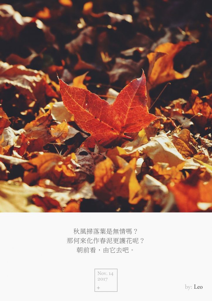 枫叶