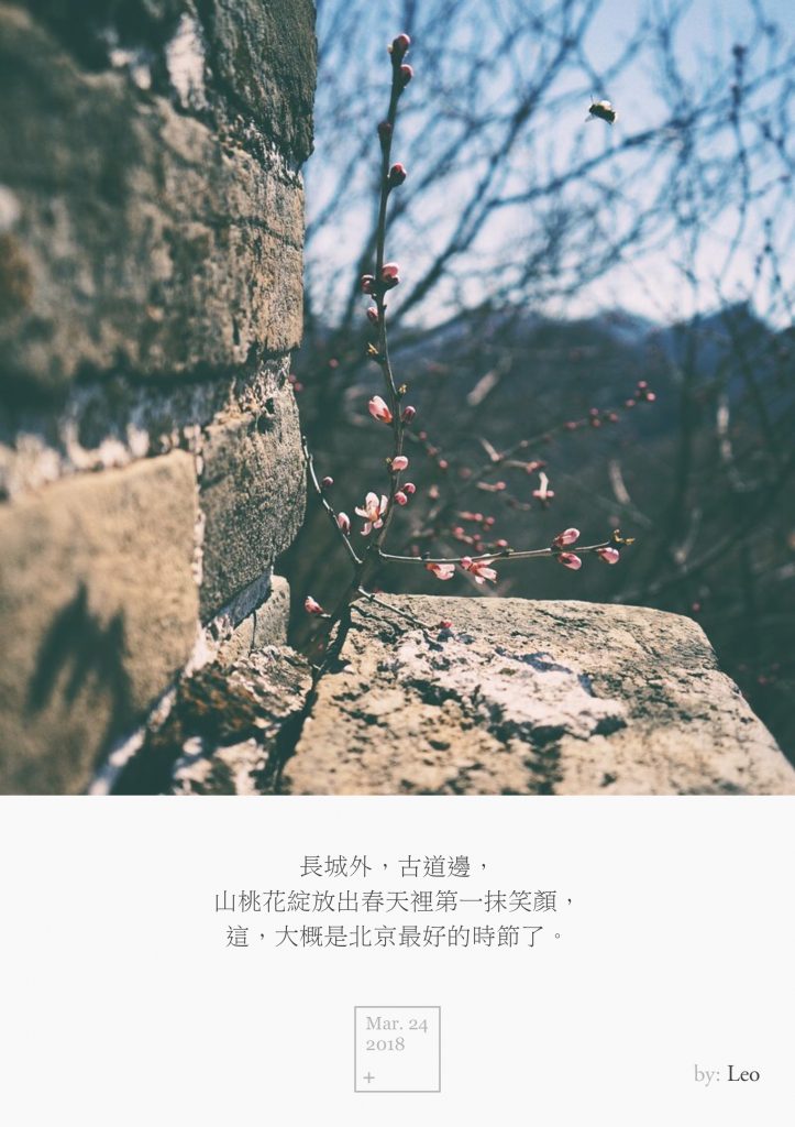山桃花