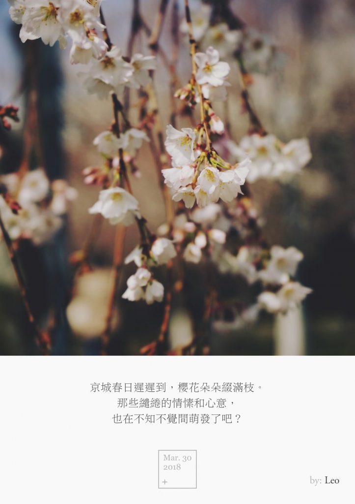 樱花
